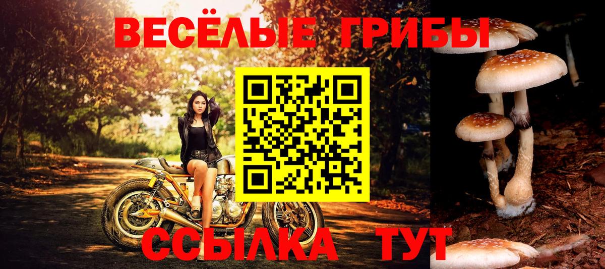 где продают   Галлюциногенные грибы Psilocybine cubensis  Вход с VPN  Моздок  Галлюциногенные грибы Psilocybe 